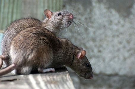 JE LI STANJE ALARMANTNO? Leptospiroza se počela širiti BiH: Pojavila se u više gradova