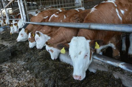 Na farmi krava kod Sarajeva potvrđena bruceloza