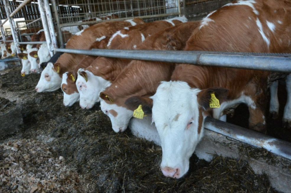 Na farmi krava kod Sarajeva potvrđena bruceloza