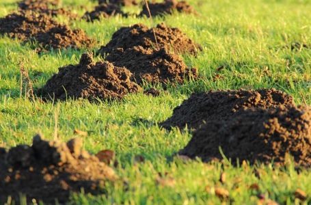 KAKO DA OTJERATE KRTICE: Stavite samo 1 stvar u rupu i ovo stvorenje vam više neće raskopavati vrt