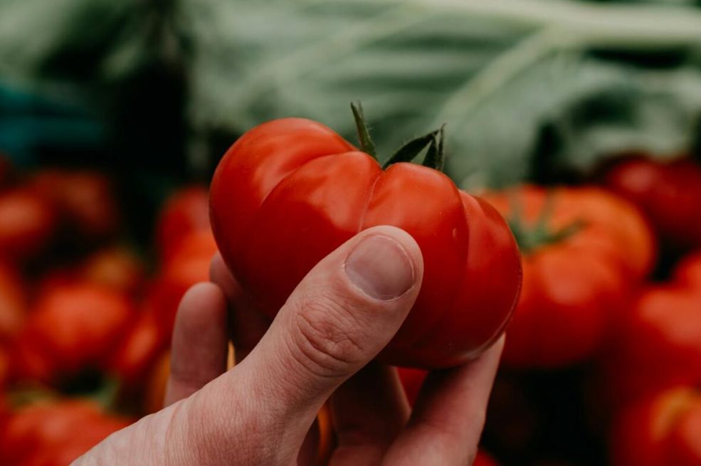 Oko paradajza pospite malo OVOG PRAHA: Rodiće duplo više, a plodovi budu krupni i mesnati