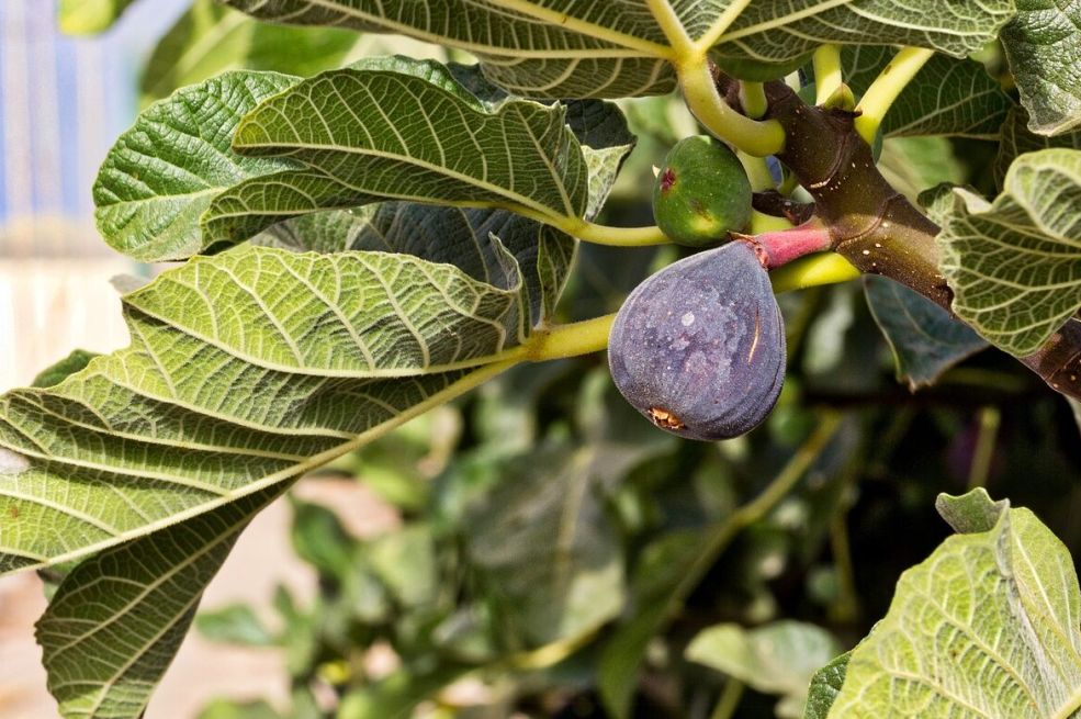 Da li imate drvo smokve u dvorištu? Evo kako njegovo lišće može da vam pomogne