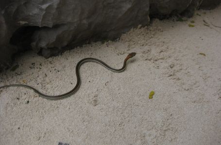 Pobacajte ovaj jeftini prah po dvorištu i otjeraćete zmije zauvijek, od toga bježe glavom bez obzira
