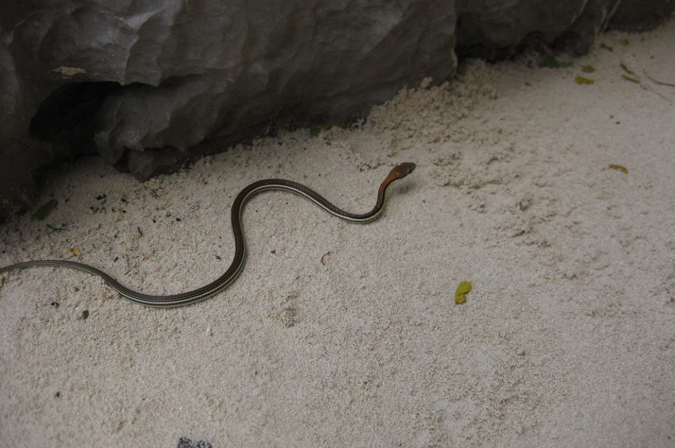 Pobacajte ovaj jeftini prah po dvorištu i otjeraćete zmije zauvijek, od toga bježe glavom bez obzira