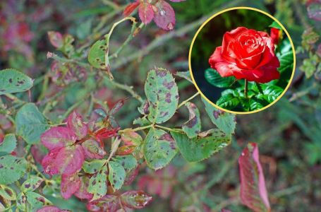 Primijetili ste crne pjege na ružama, evo šta one znače