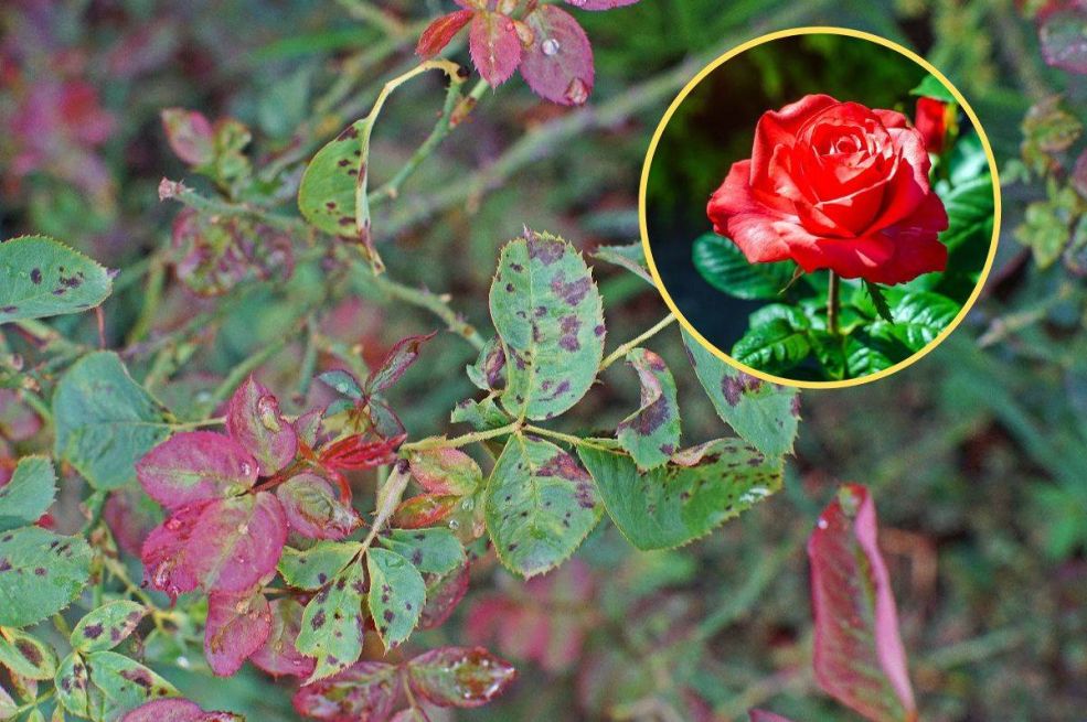 Primijetili ste crne pjege na ružama, evo šta one znače