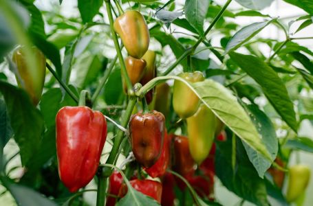 Samo zalijte mlade paprike ovim rastvorom i rađaće kao lude:Ovo je najbolja prihrana iz vaše kuhinje