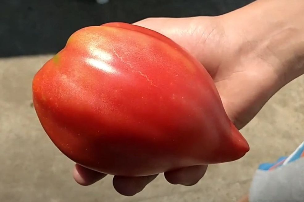 Za početnike: 10 činjenica o paradajzu volovsko srce