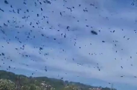 "PČELE SU POLUDJELE" Građani u šoku, objavljen jeziv video roja pčela ispred prozora stana