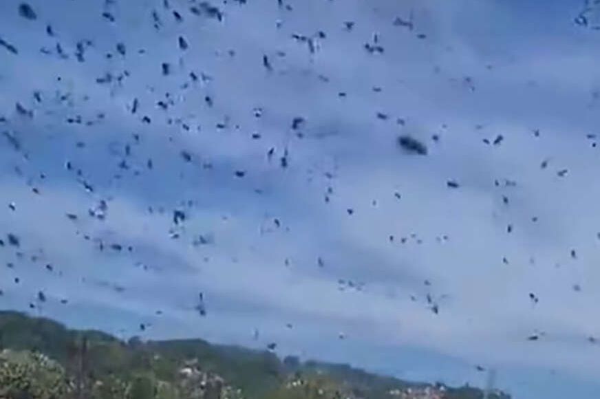 "PČELE SU POLUDJELE" Građani u šoku, objavljen jeziv video roja pčela ispred prozora stana