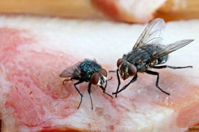 Prirodna metoda za tjeranje muha iz doma: Treba vam samo jedna namirnica