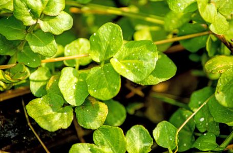 Najzdravija biljka na svijetu - liječi srce, jača imunitet i sprječava gubitak kose!