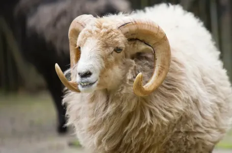 Inspektorat upozorava: Stroge mjere tokom klanja kurbana, kazne za kršenje propisa