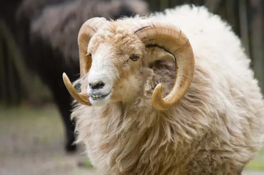 Inspektorat upozorava: Stroge mjere tokom klanja kurbana, kazne za kršenje propisa