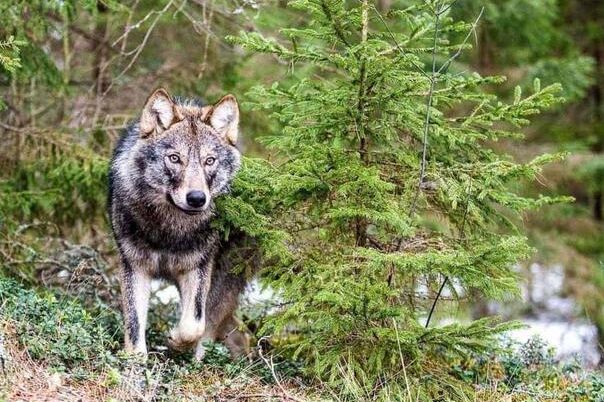 EU daje zeleno svetlo za mogući odstrel vukova