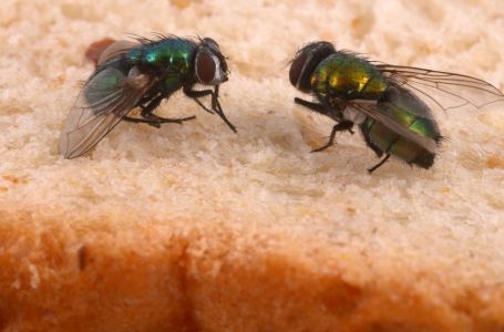 Stavite samo jednu grančicu ove biljke na sto i otjeraćete sve muhe