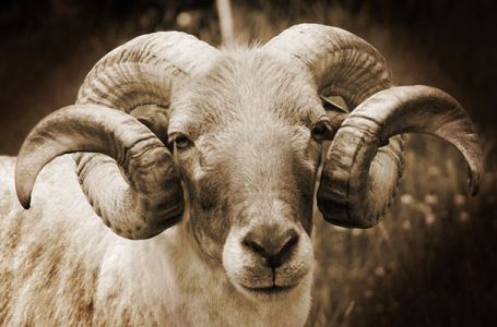 Vjerski značaj, smisao i svrha kurbana