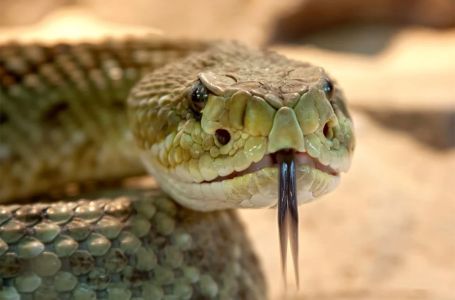 Znate li zašto zmije ujedaju ljude? Odgovor bi vas mogao iznenaditi