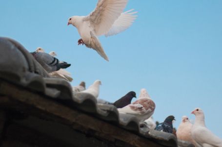 Tjera golubove kao strašilo: Samo stavite ovaj predmet na terasu i ptice više neće dolaziti