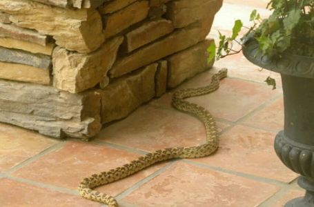 Prirodni čuvari: Ove životinje otjeraće zmije iz dvorišta i bašte