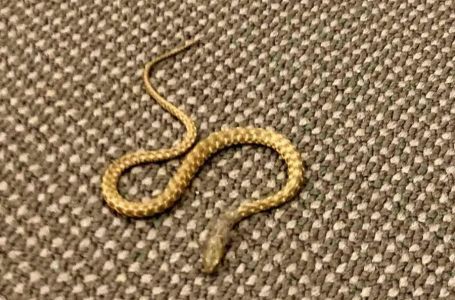 ZVANIČNO SAOPŠTENJE: Upućen hitan zahtjev nakon što se pojavila zmija u Domu naroda