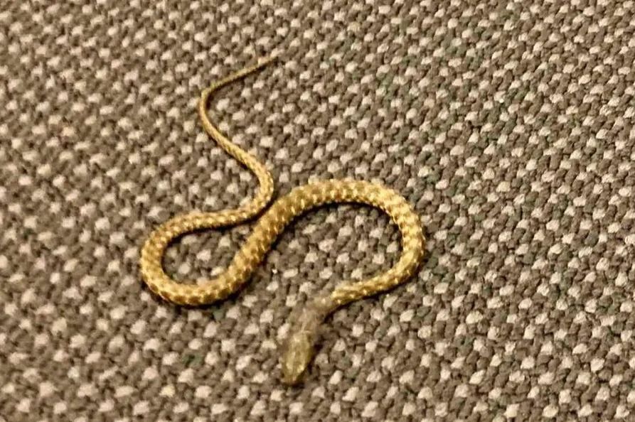 ZVANIČNO SAOPŠTENJE: Upućen hitan zahtjev nakon što se pojavila zmija u Domu naroda