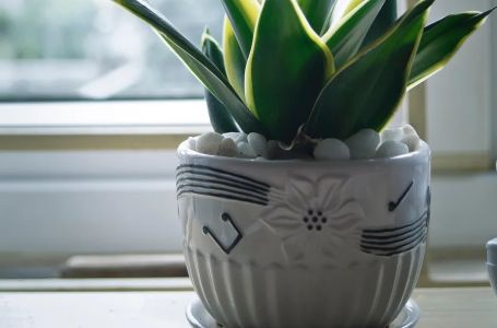 Dolazi toplotni val: Ova biljka vam može pomoći u "borbi" protiv vrućine