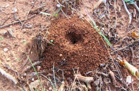 Smrdljivi mravi haraju Europom: U Njemačkoj nestaje struje, A TO NIJE SVE