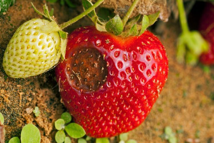 Kako da spriječite antraknozu jagode?