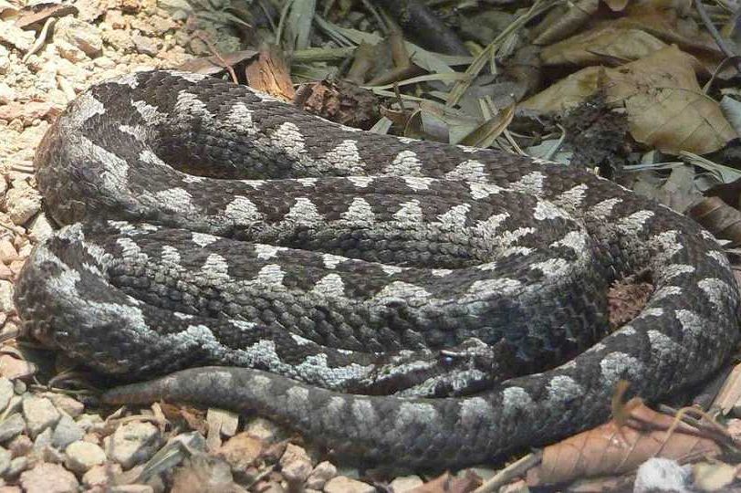 Ugriz zmije: Evo kako prepoznati otrovnice i zaštititi se u prirodi