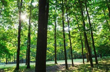 Mnogi vjeruju u magiju ovog posebnog drveta – njegovo ulje je lijek nad lijekovima
