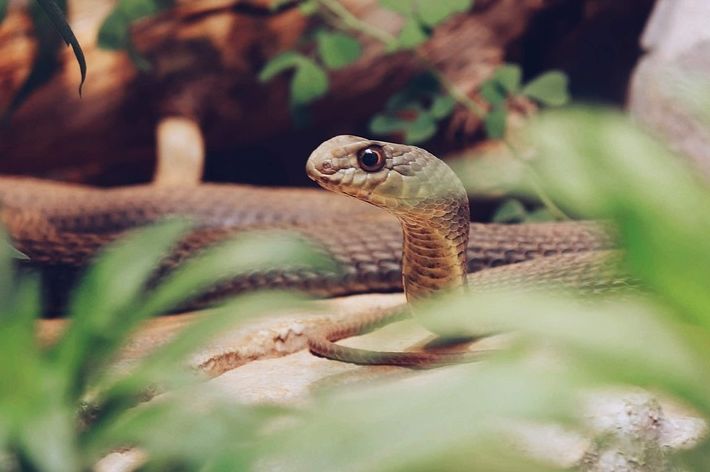 „Zmijski ugriz otkriva mračnu tajnu – Kako preživjeti kada otrov krene u krv!“