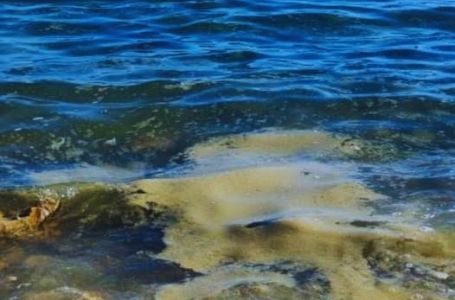 Sjećate li se sluzi koja je ljetos prekrila Jadran? Naučnici sad objasnili šta se desilo