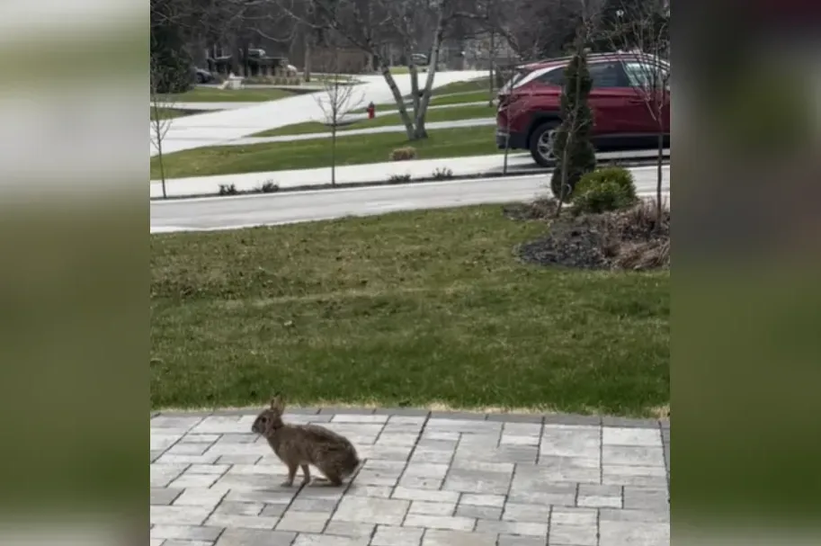 Mislio je da će snimiti zeca, ali nije niti slutio šta će zapravo snimiti (VIDEO)