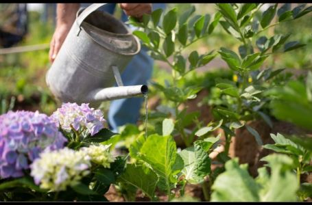 Kada je najbolje zalijevati biljke tokom vrućina – ujutro ili navečer? Mnogi griješe, provjerite