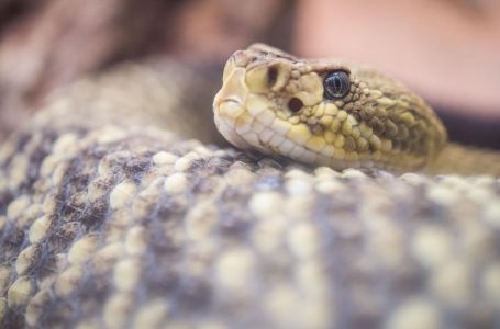 Ovo je prvo mjesto gdje biste trebali provjeriti ima li zmija u vašem domu