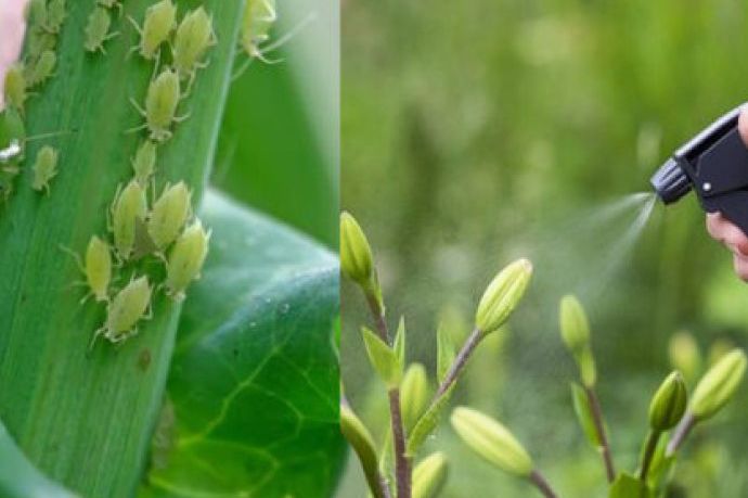 Nećete vjerovati šta tjera bubašvabe i mrave – a već to imate u kući!