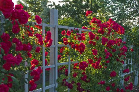 Jednostavan trik: Kako PRAVILNO DA OREŽETE precvjetale ruže i podstaknete novi talas cvjetanja