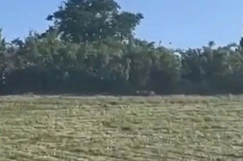 "Ne prilazite, odmah nas zovite!" Njemačke vlasti tragaju za opasnim predatorom, dignut i helikopter