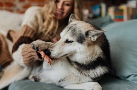 Pas vam njuška međunožje? Veterinari objasnili zašto to radi, veoma je logično