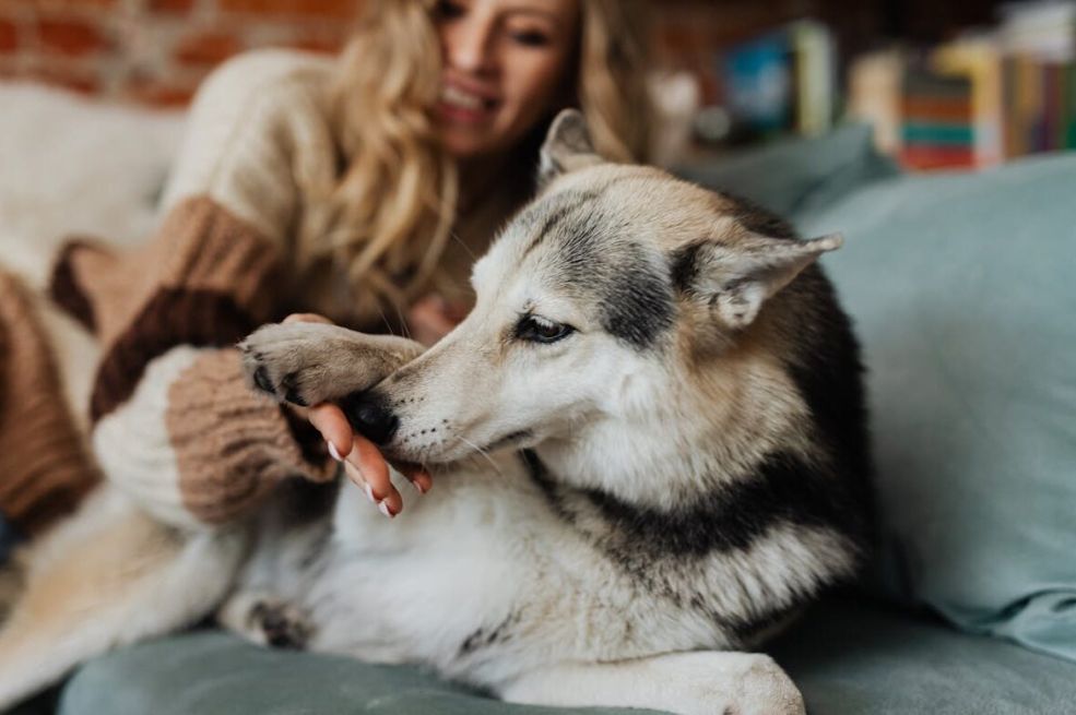 Pas vam njuška međunožje? Veterinari objasnili zašto to radi, veoma je logično
