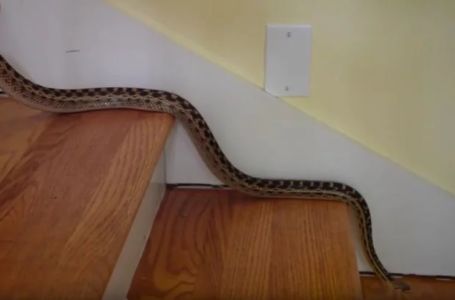 Ovaj miris otkriva da se zmija možda zavukla negdje u kući