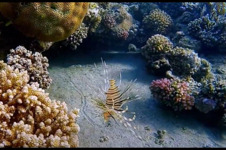 U Jadranskom moru pronađene nove vrste: 'Mogu biti opasne za zdravlje ljudi'