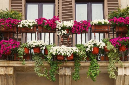 Spasite biljke tokom toplotnog udara: Dodajte jedan neobičan sastojak u vodu za zalijevanje