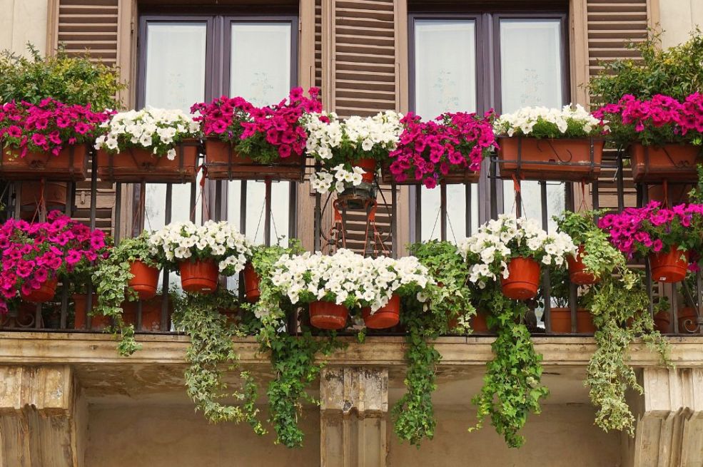 Spasite biljke tokom toplotnog udara: Dodajte jedan neobičan sastojak u vodu za zalijevanje