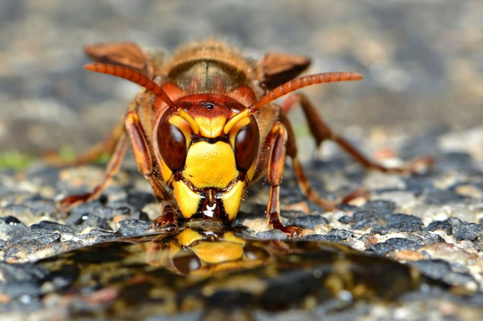 Stršljeni se plaše samo ove jedne stvari i to je jedina prava klopka za njih