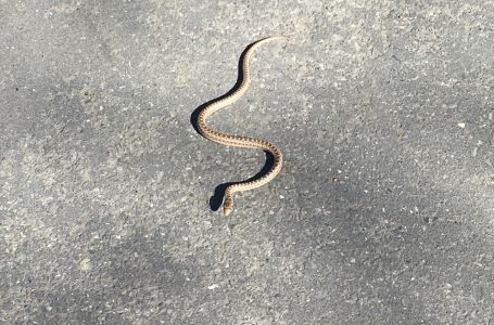 SVAKI DOM IMA SVOJU ZMIJU ČUVARKUĆU: Evo zašto je ne smijete ubiti, prema narodnom vjerovanju