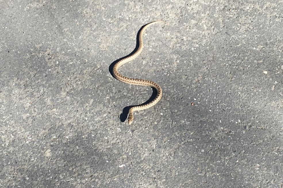 SVAKI DOM IMA SVOJU ZMIJU ČUVARKUĆU: Evo zašto je ne smijete ubiti, prema narodnom vjerovanju