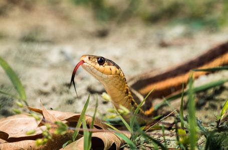Zmije bježe glavom bez obzira: Stavite ovo u dvorište i više se nikad neće pojaviti!