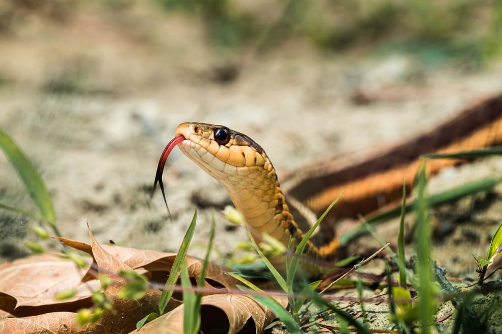 Zmije bježe glavom bez obzira: Stavite ovo u dvorište i više se nikad neće pojaviti!